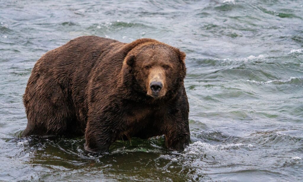 An image of a fat bear during fat bear week 2023