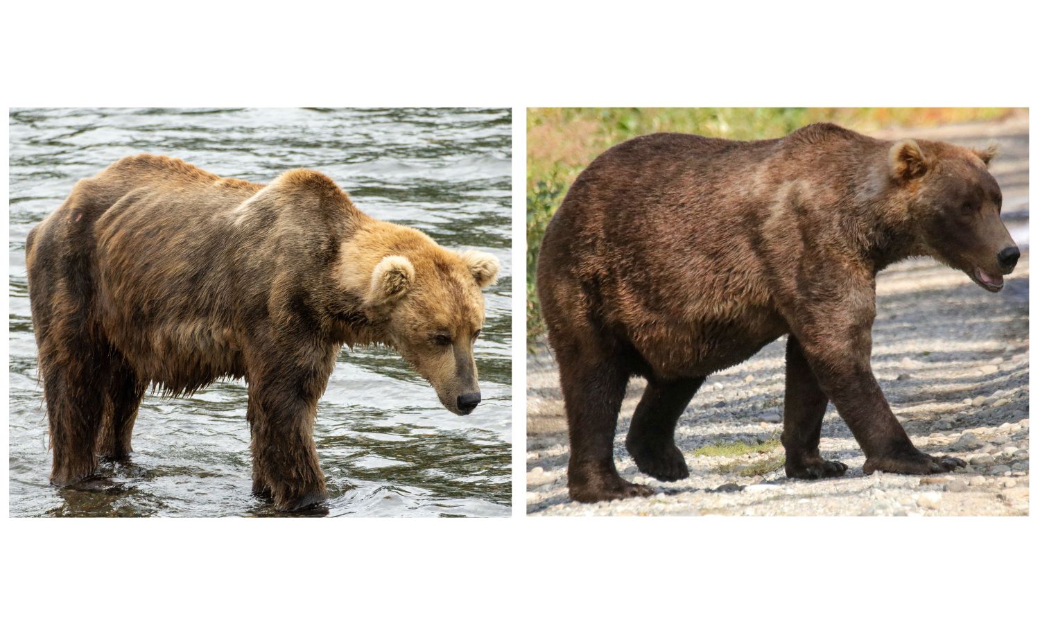 An image of a fat bear during fat bear week 2023
