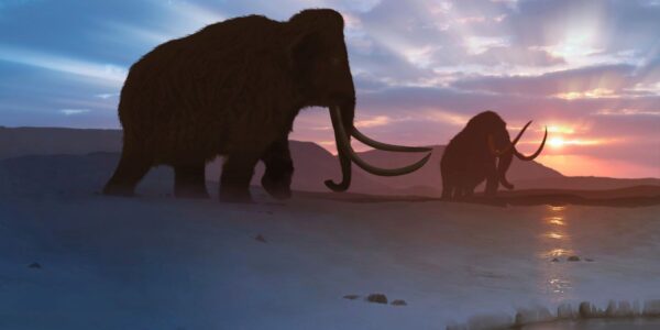 An image of two woolly mammoths walking back towards the sunset