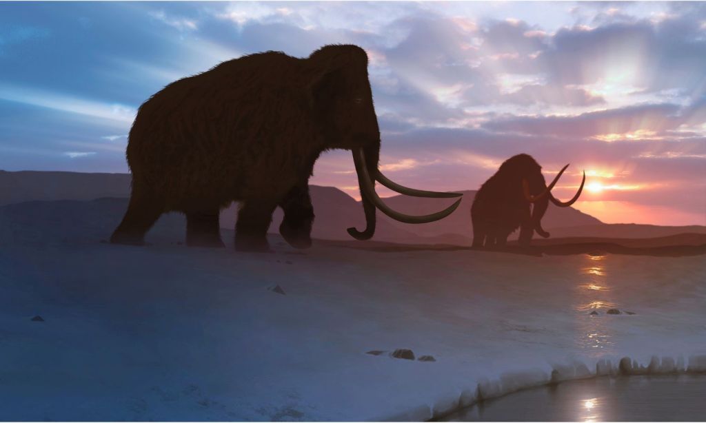 An image of two woolly mammoths walking back towards the sunset