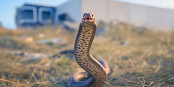 An image of a brown snake in Australia