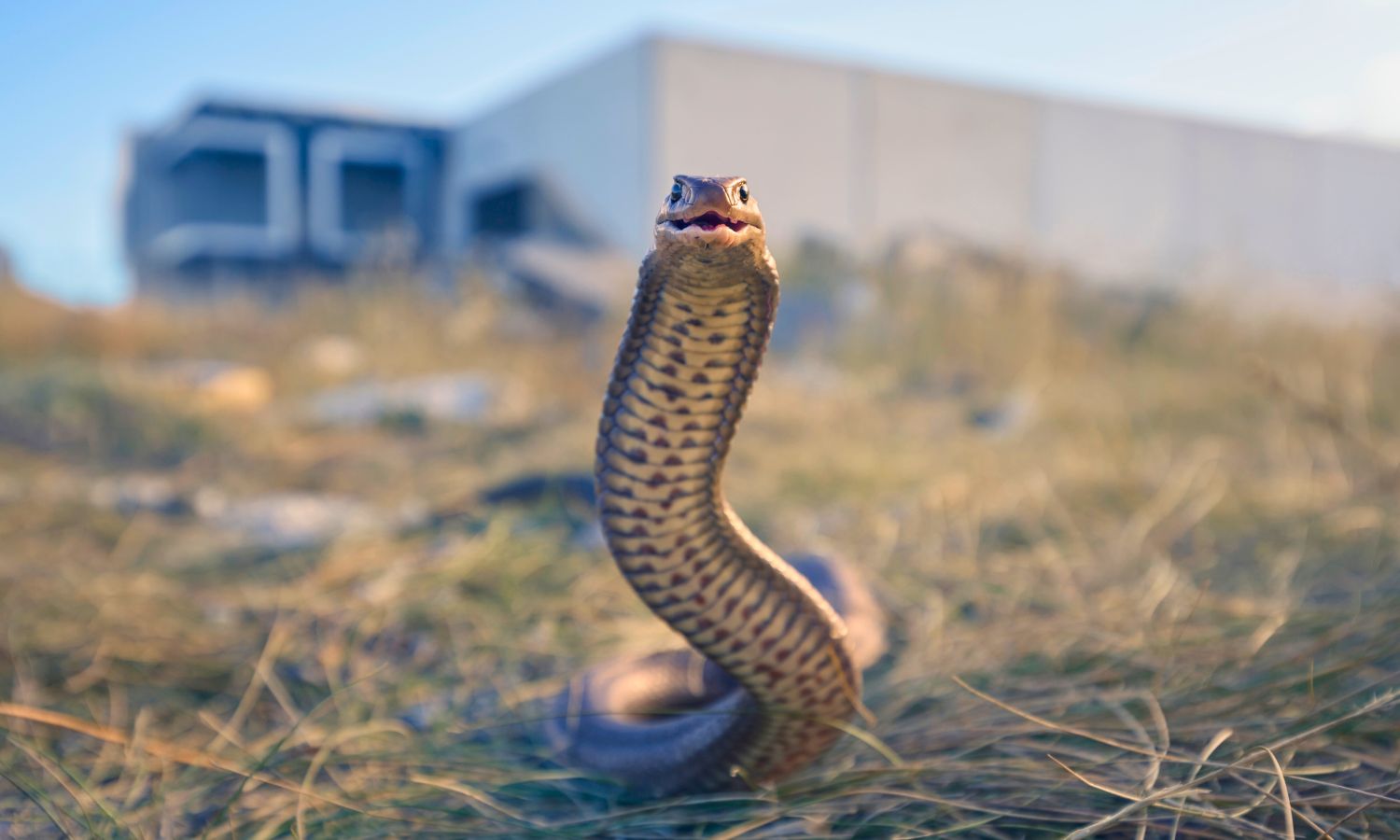 An image of a brown snake in Australia