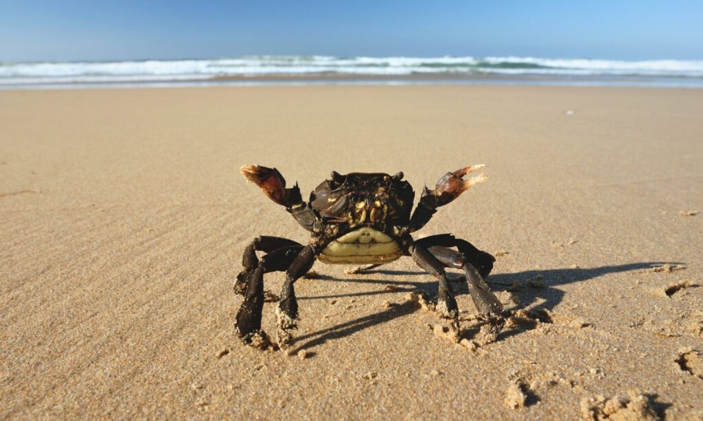 An image of a pinchy crab to illustrate pain sensetivity and political beliefs