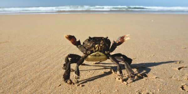 An image of a pinchy crab to illustrate pain sensetivity and political beliefs