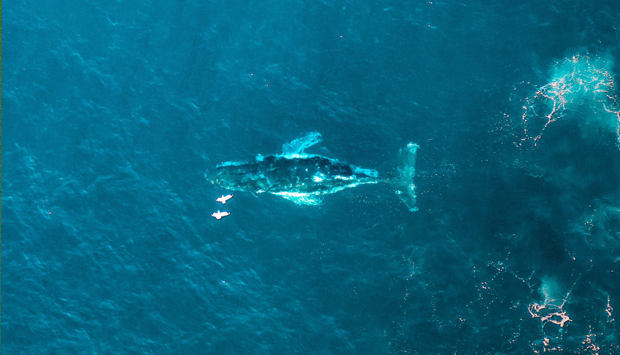 A whale swimming