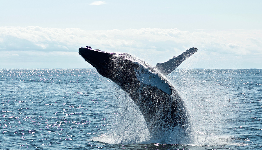 Wind farms don't kill whales