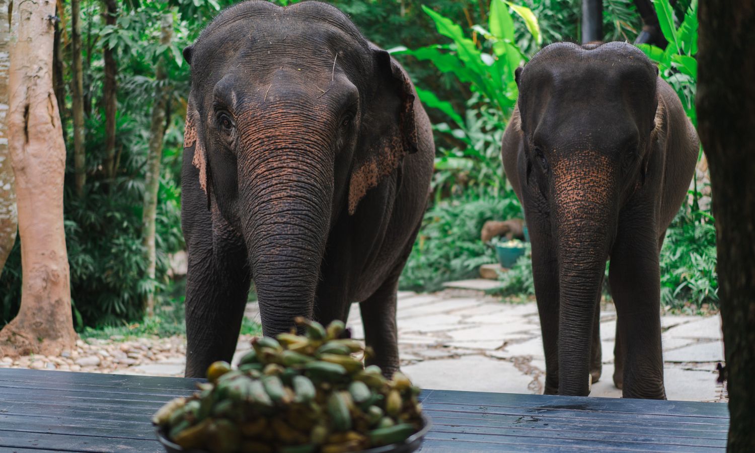 elephant experiences thailand