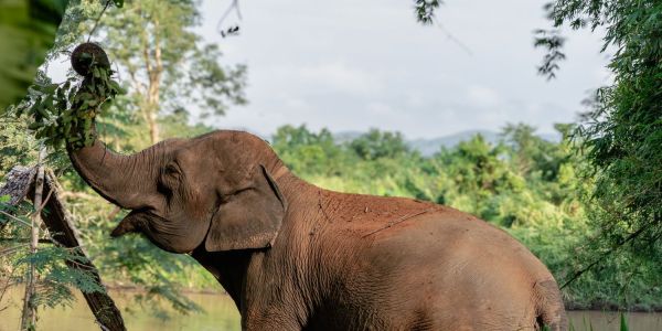 elephant experiences thailand