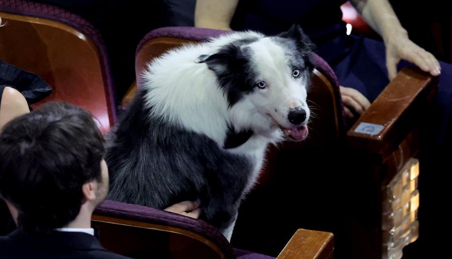 The dog Messi at the 2024 Oscars