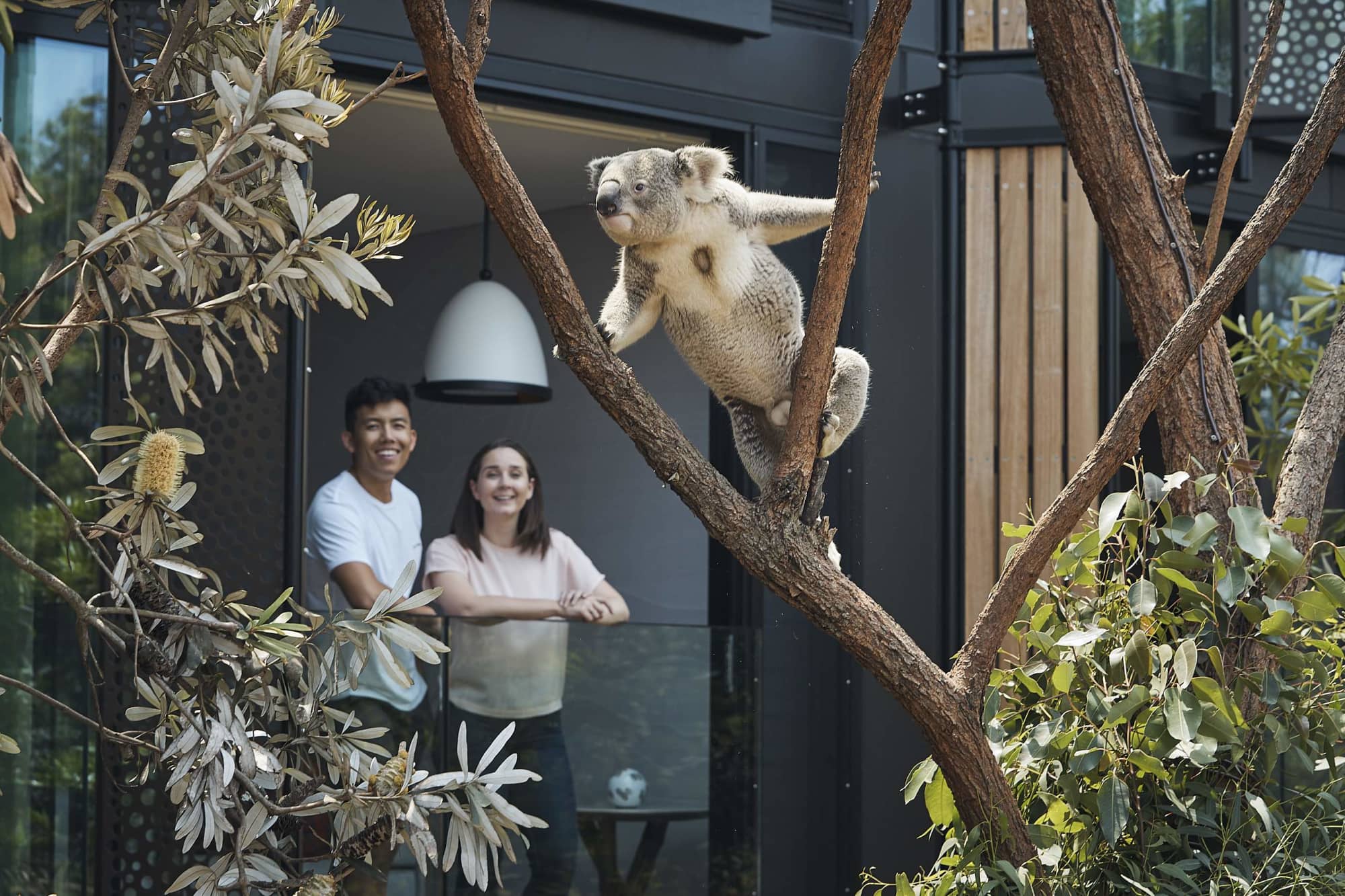 koala climbing tree