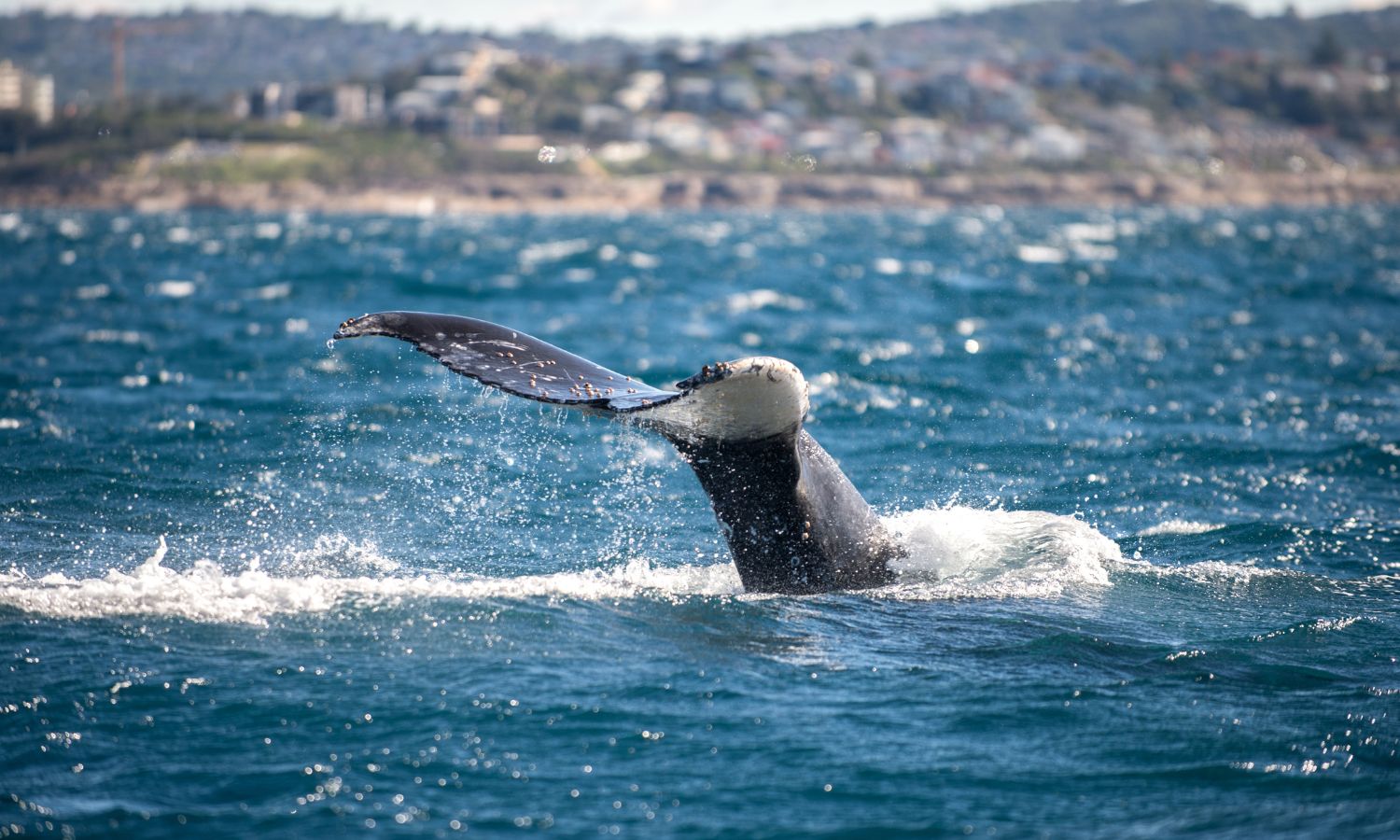 Whale season Sydney