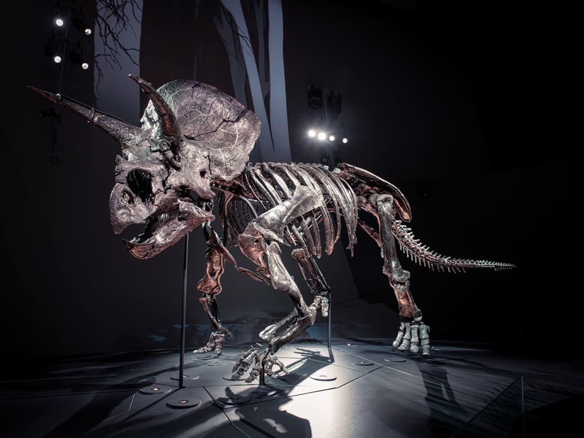 The complete triceratops skeleton on display at Melbourne Museum.