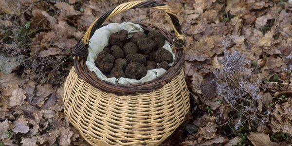 truffle hunting nsw