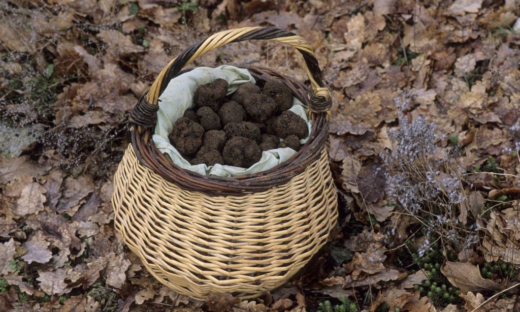 truffle hunting nsw