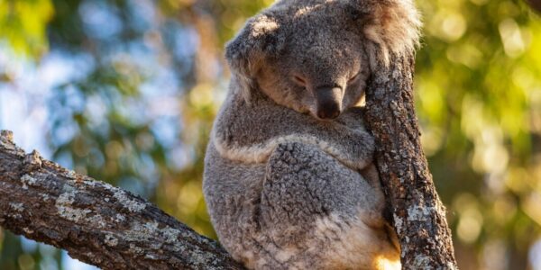 taronga zoo koala