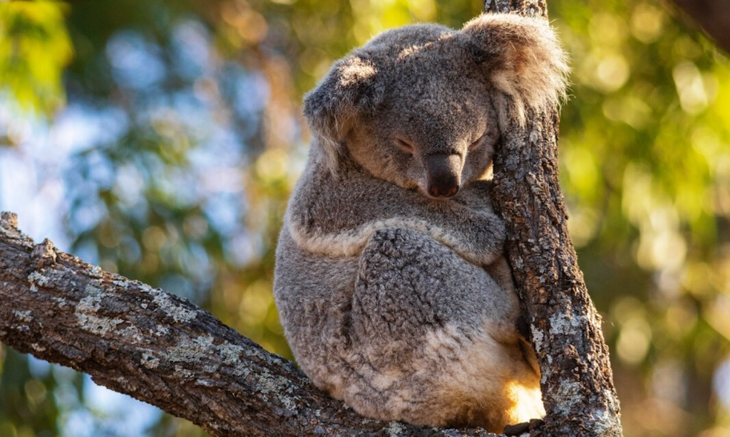 taronga zoo koala
