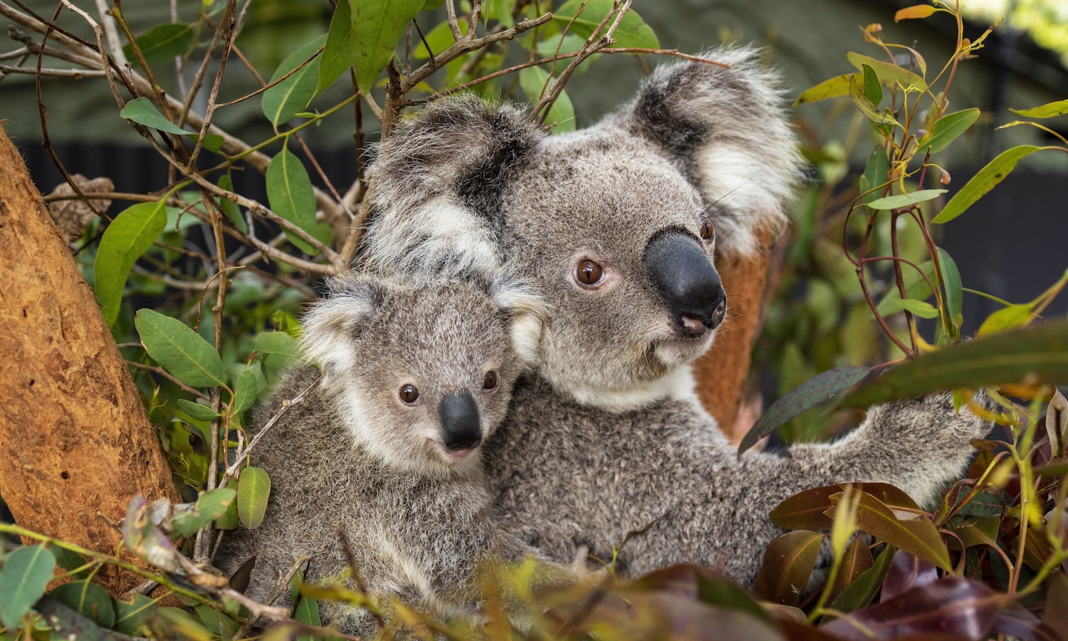 koalas taronga zoo
