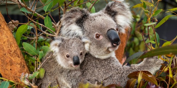 koalas taronga zoo