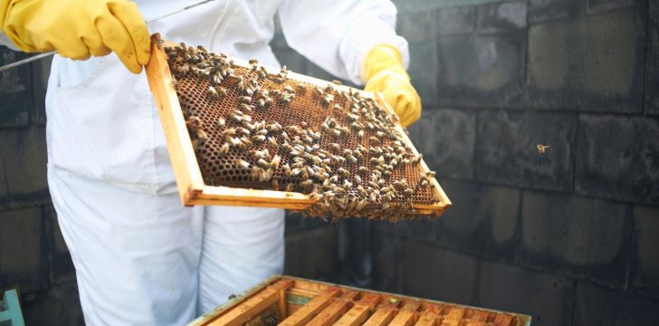 sustainable hotel practices bees