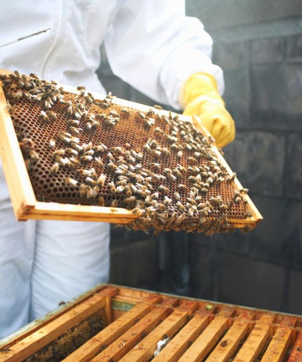 sustainable hotel practices bees