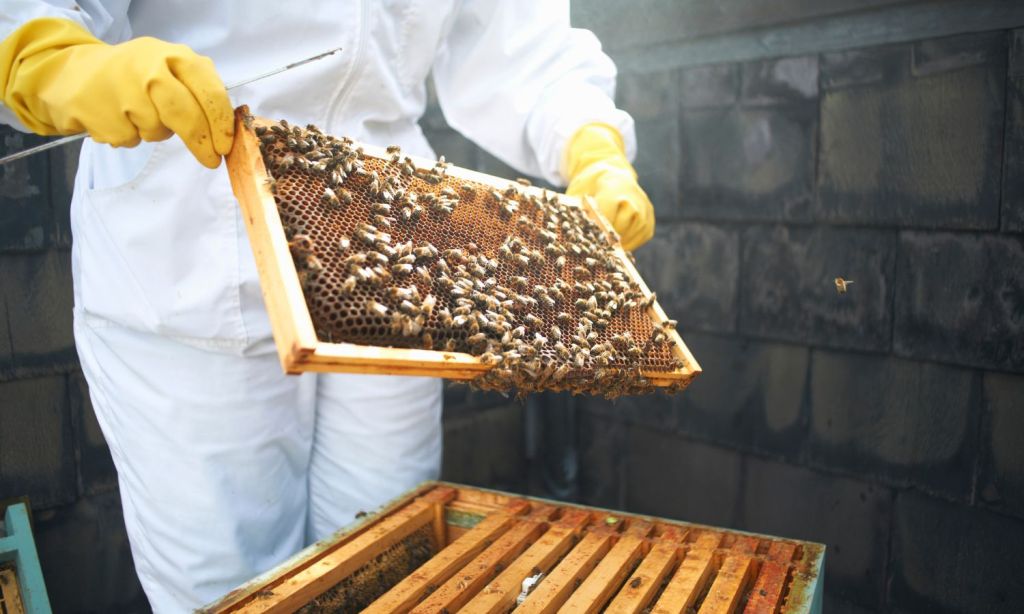 sustainable hotel practices bees