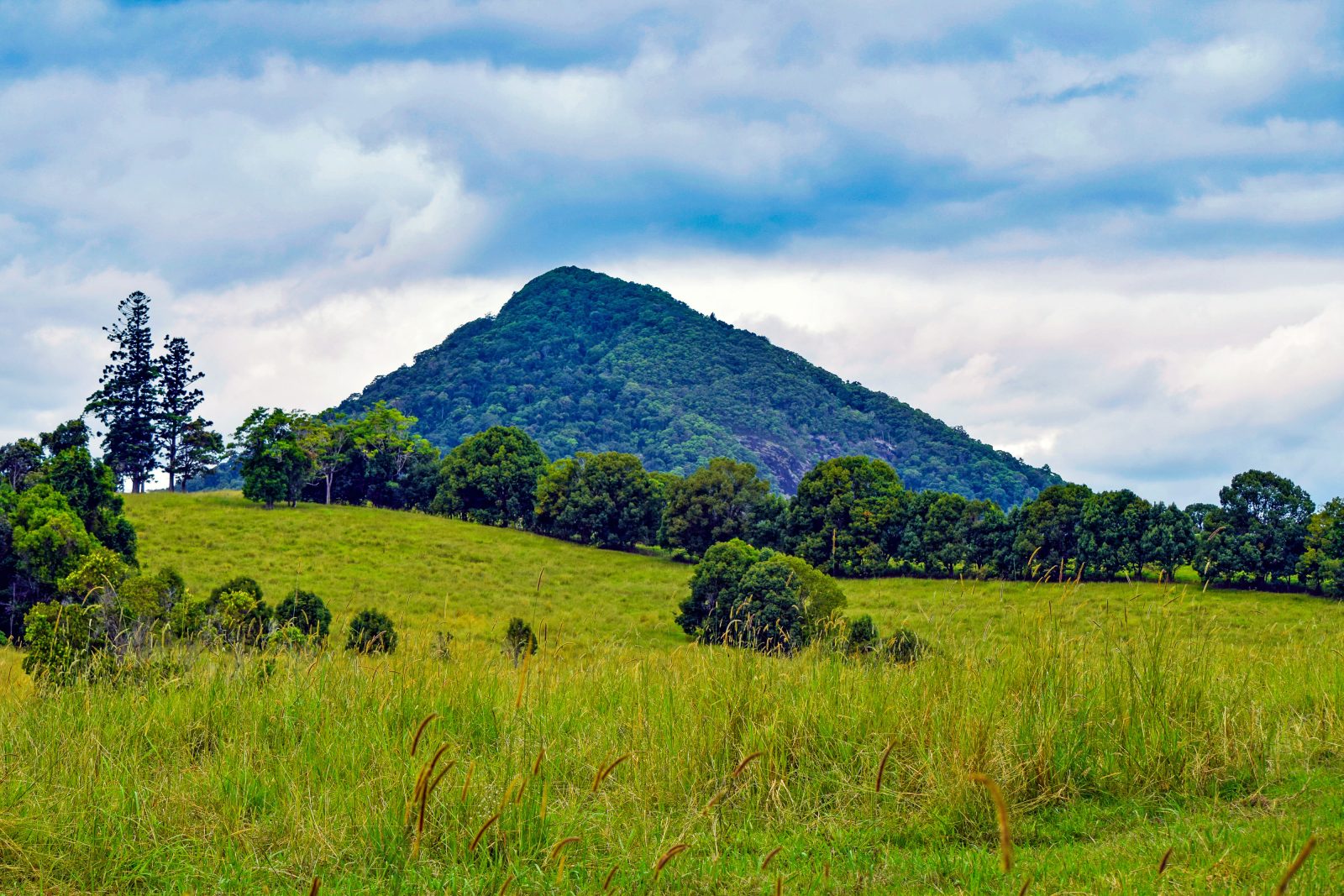 The rugged, tree-covered Cooroy Mountain overlooks neighbouring farming and pasture land. Bunya Pines are visible in the left middle-ground.