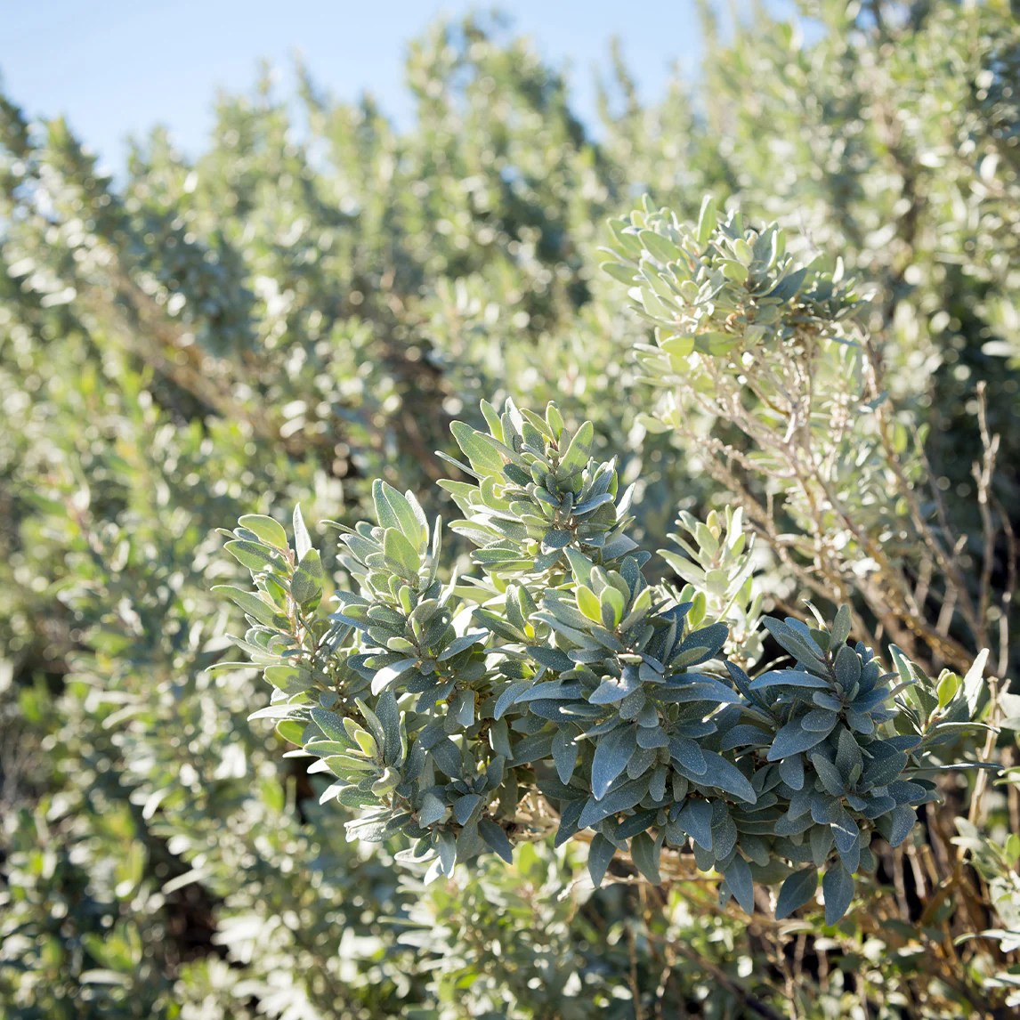 saltbush dishes australia