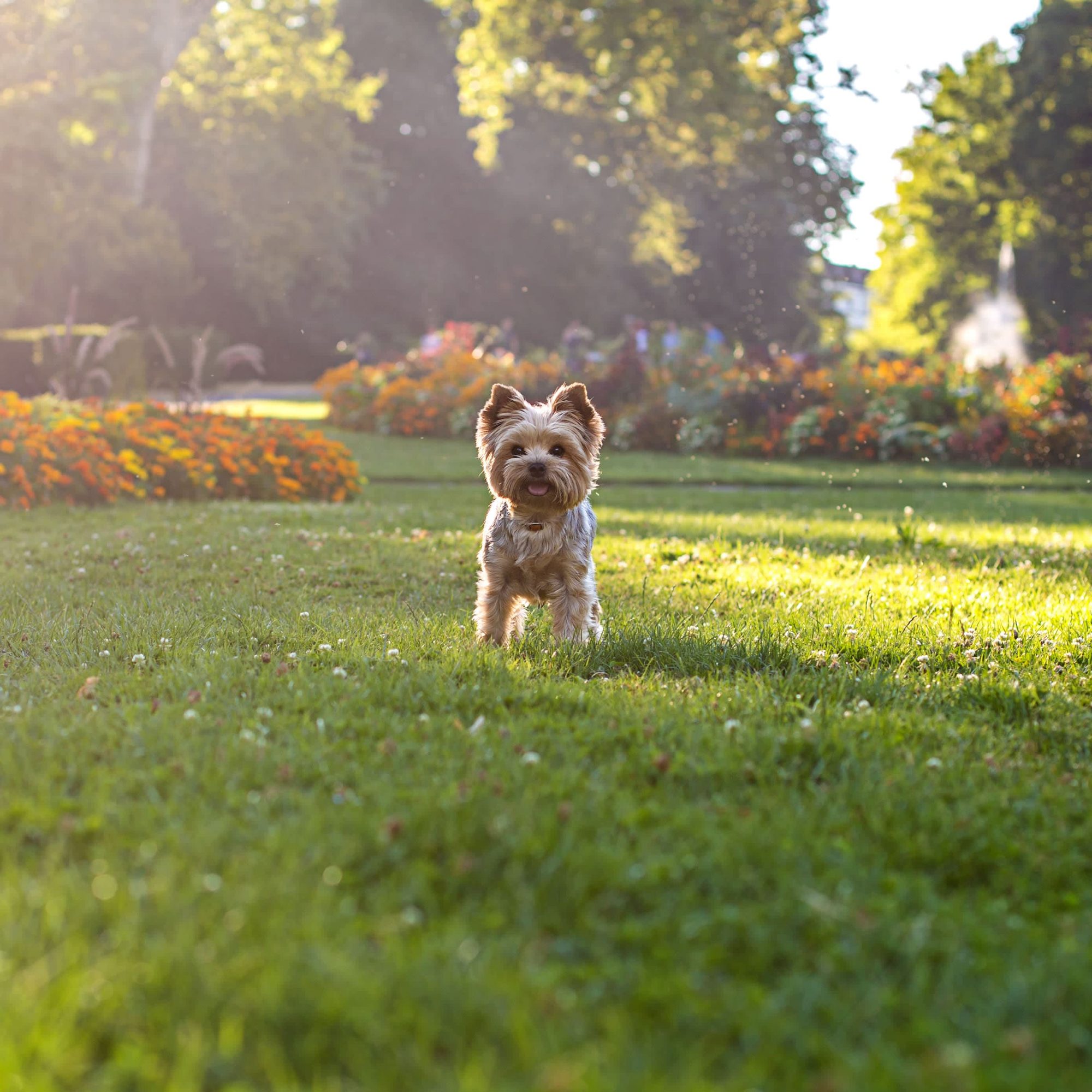 how do i stop my dog from destroying my grass