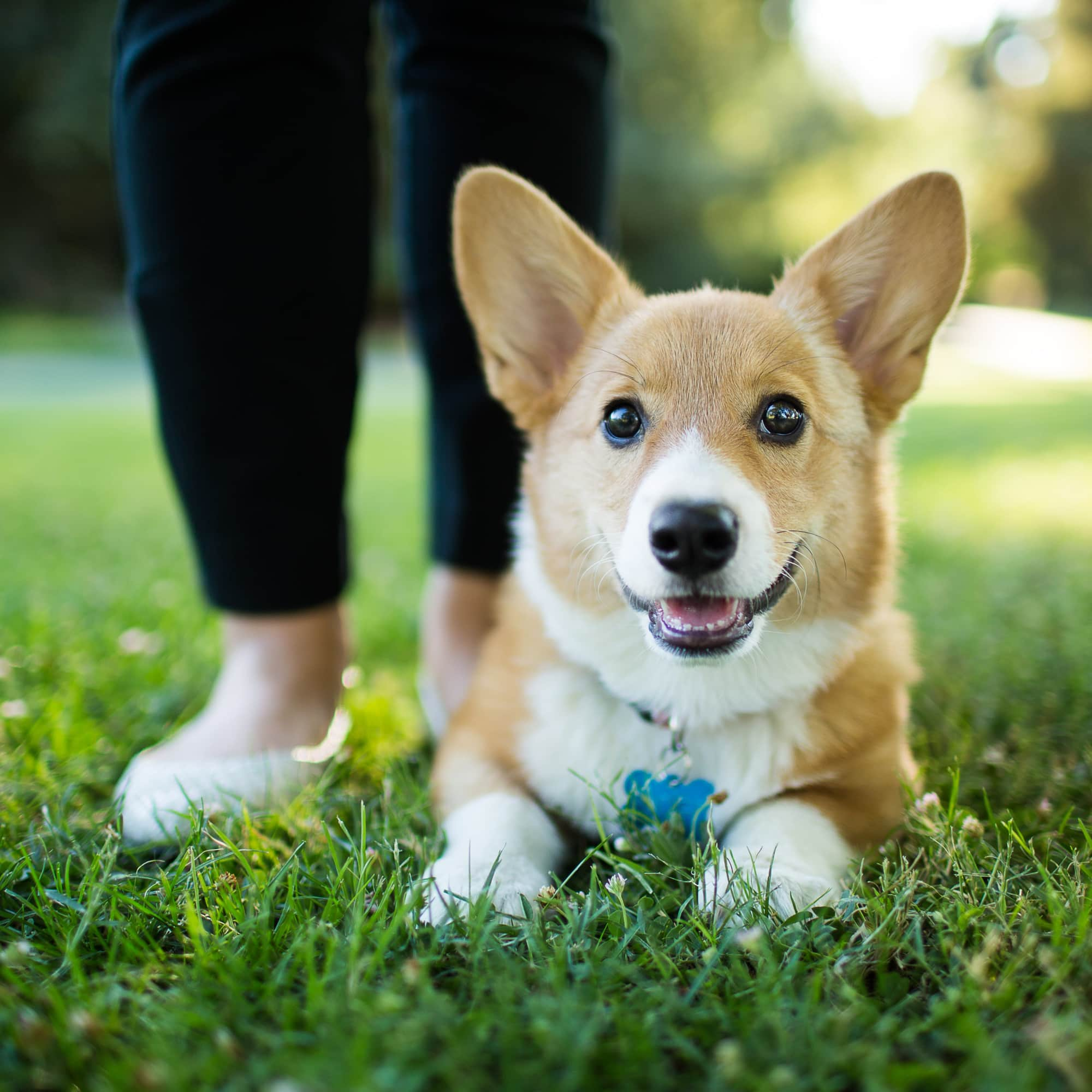 I Worked as a Puppy Trainer, and These Are My Top Tips For Teaching ...