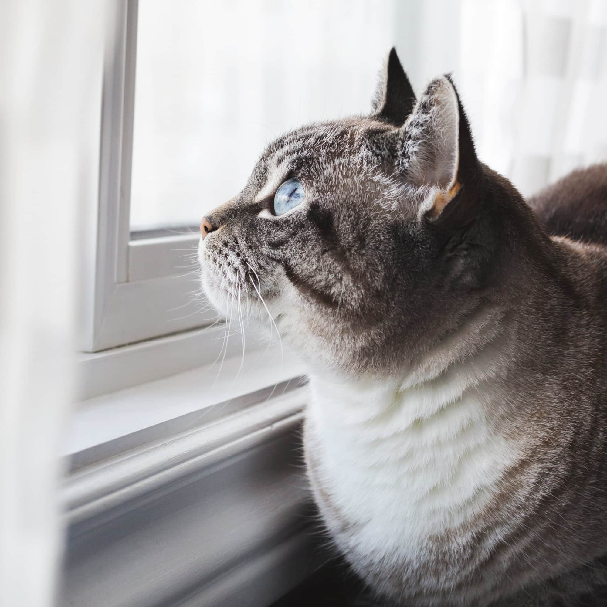 how-long-can-cats-be-left-alone-experts-weigh-in-popsugar-australia